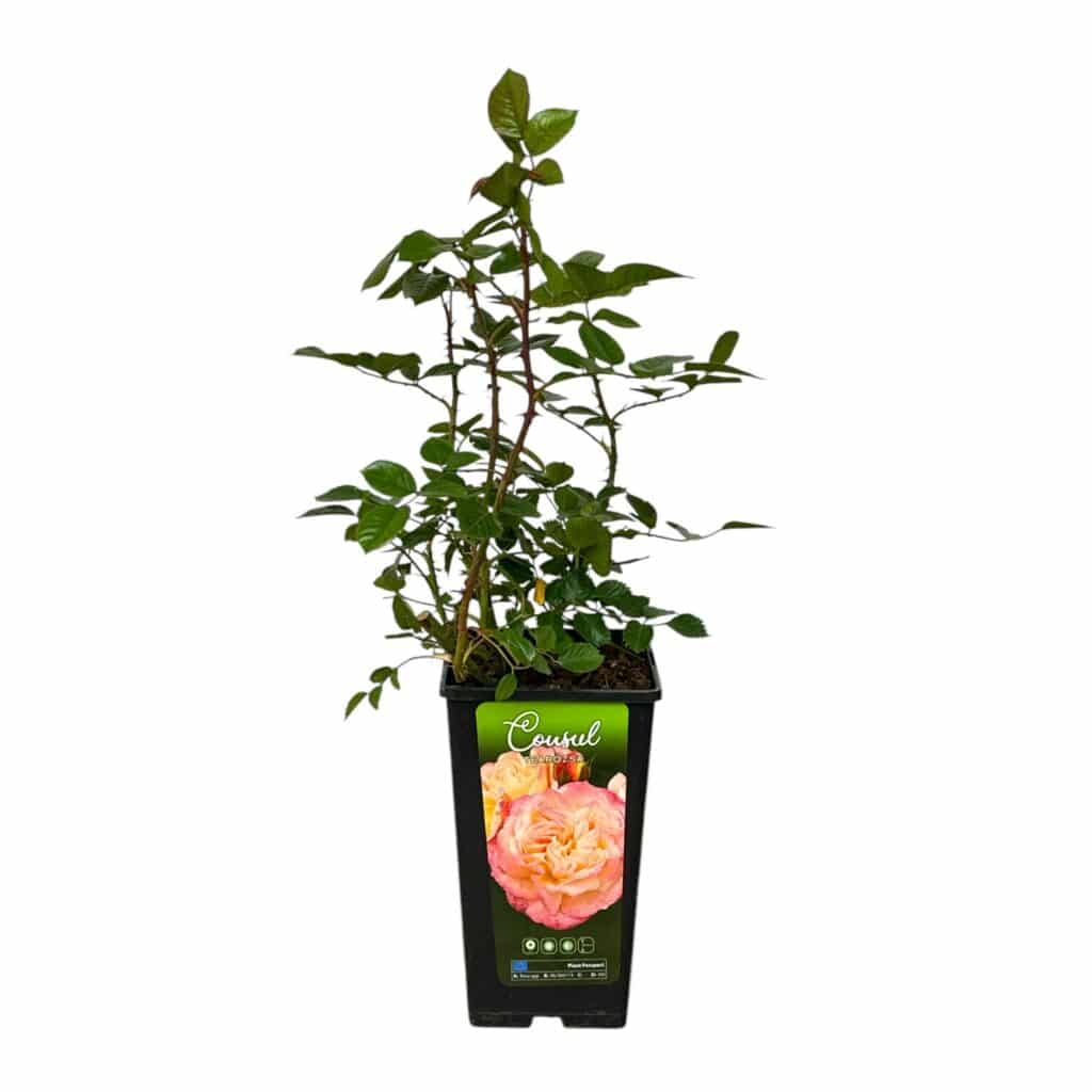 Bokor rózsa (Rosa ‘Consul’)