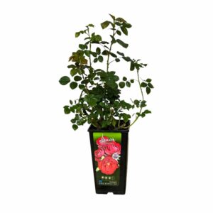 Bokor rózsa (Rosa ‘Limar’)