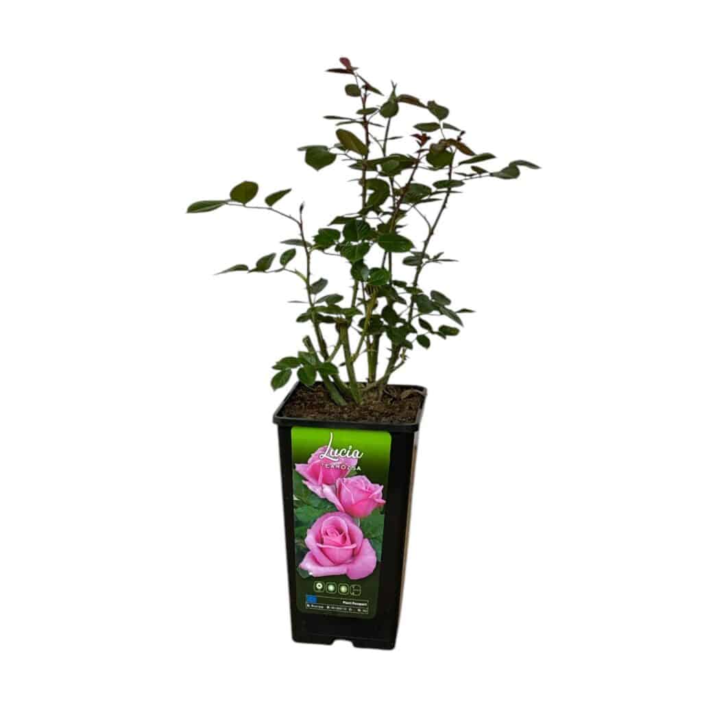 Bokor rózsa (Rosa ‘Lucia’)