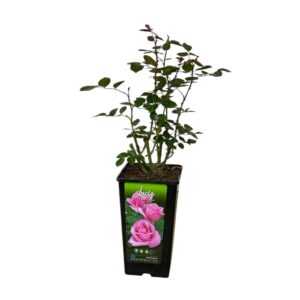 Bokor rózsa (Rosa ‘Lucia’)