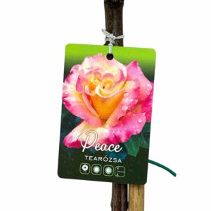 Magastörzsű rózsa (Rosa ‘Peace’)