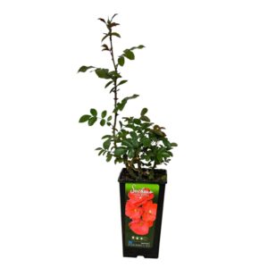 Bokor rózsa (Rosa ‘Satchmo’)
