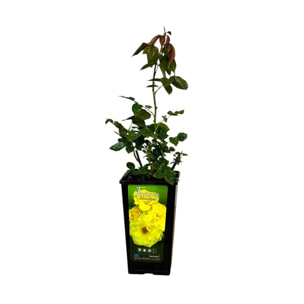Bokor rózsa (Rosa ‘Tournée’)