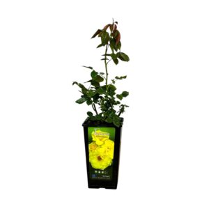 Bokor rózsa (Rosa ‘Tournée’)