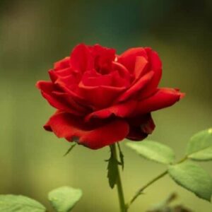 Bokor rózsa (Rosa ‘Limar’)