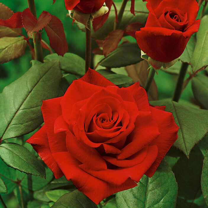 Bokor rózsa (Rosa ‘Erica Pluhar’)