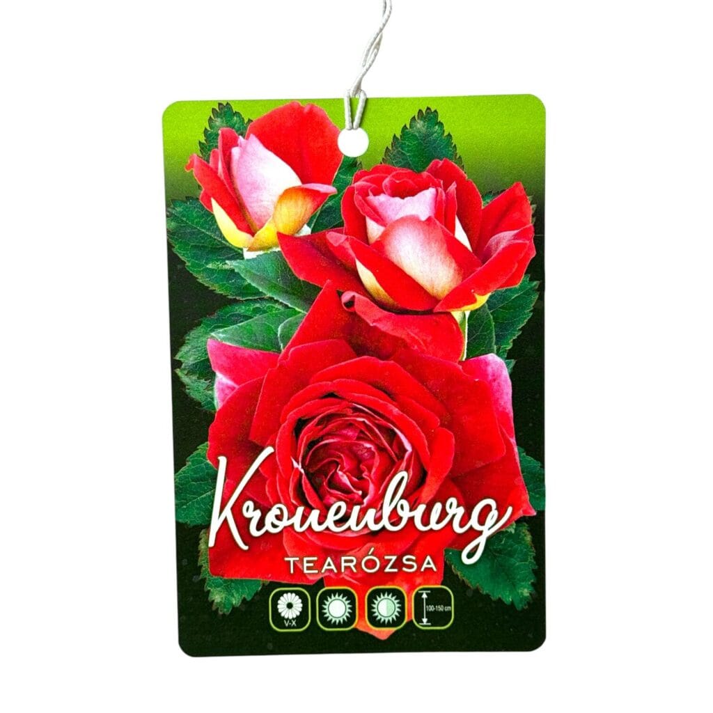 Magastörzsű rózsa (Rosa ‘Kronenburg’)