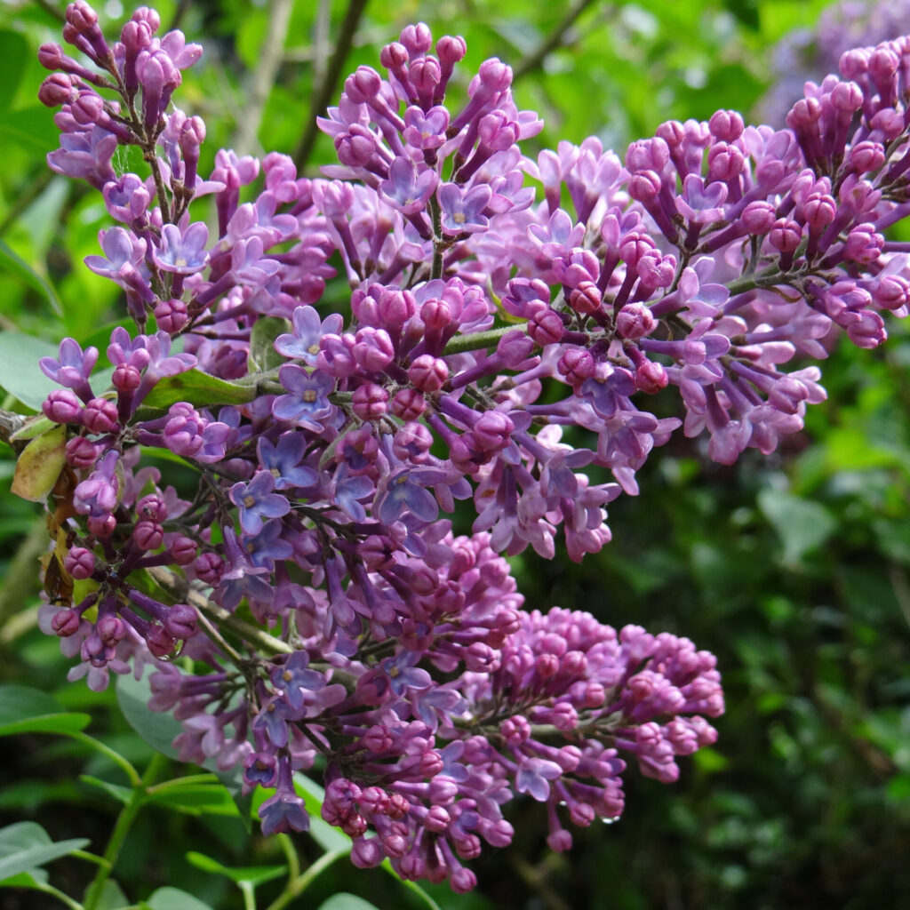 Royalty orgona – SYRINGA ‘ROYALTY’