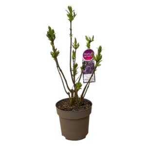 Royalty orgona – SYRINGA ‘ROYALTY’