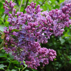 Royalty orgona – SYRINGA ‘ROYALTY’