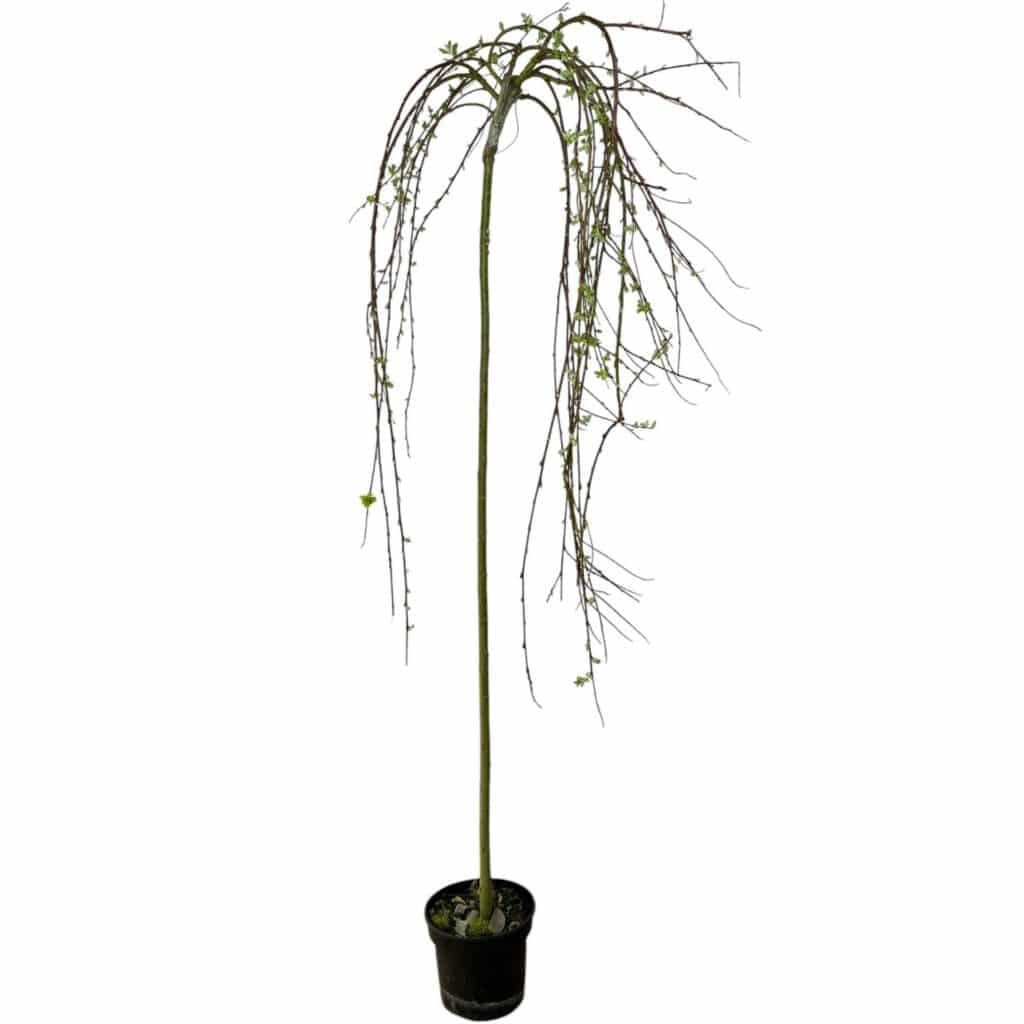 Csüngő barkafűz (Salix caprea ‘Kilmarnock’)
