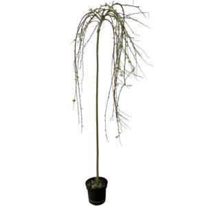 Csüngő barkafűz (Salix caprea ‘Kilmarnock’)