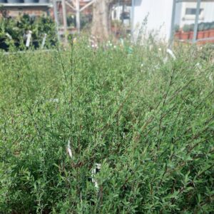 Karcsú bíborfűz – SALIX PURPUREA ‘GRACILIS’