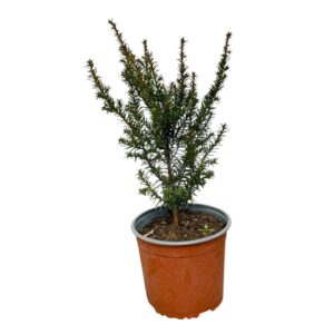 Közönséges tiszafa (Taxus baccata)