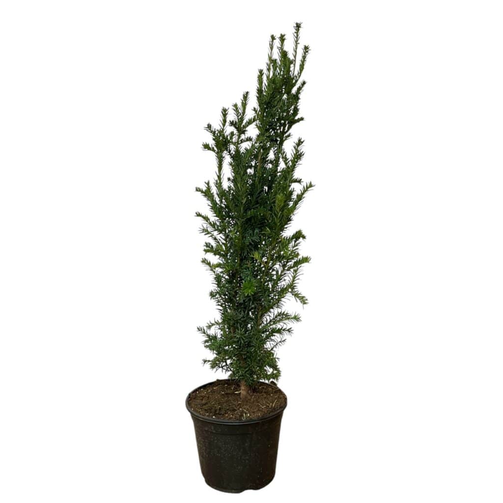 Oszlopos tiszafa – TAXUS BACCATA ‘FASTIGIATA’