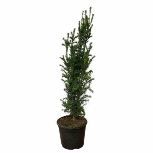 Oszlopos tiszafa – TAXUS BACCATA ‘FASTIGIATA’