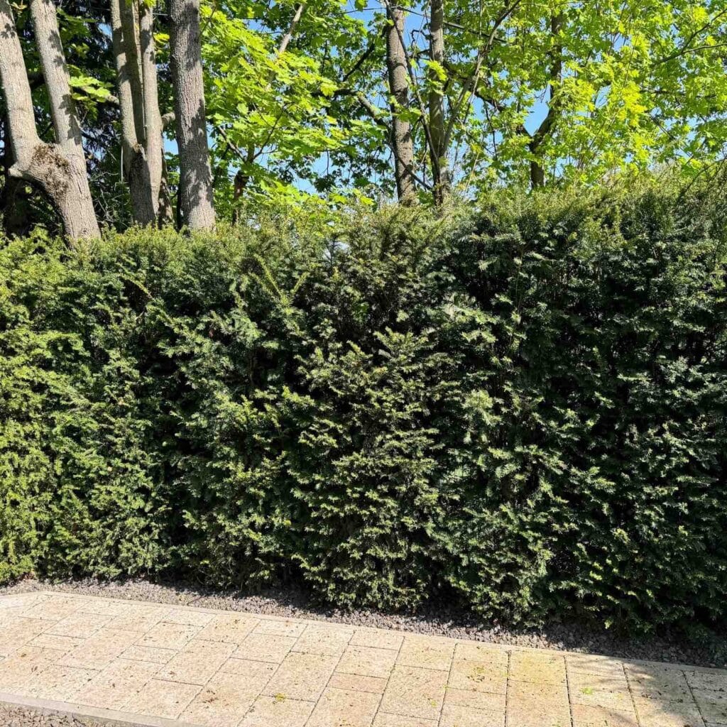 Oszlopos tiszafa – TAXUS BACCATA ‘FASTIGIATA’
