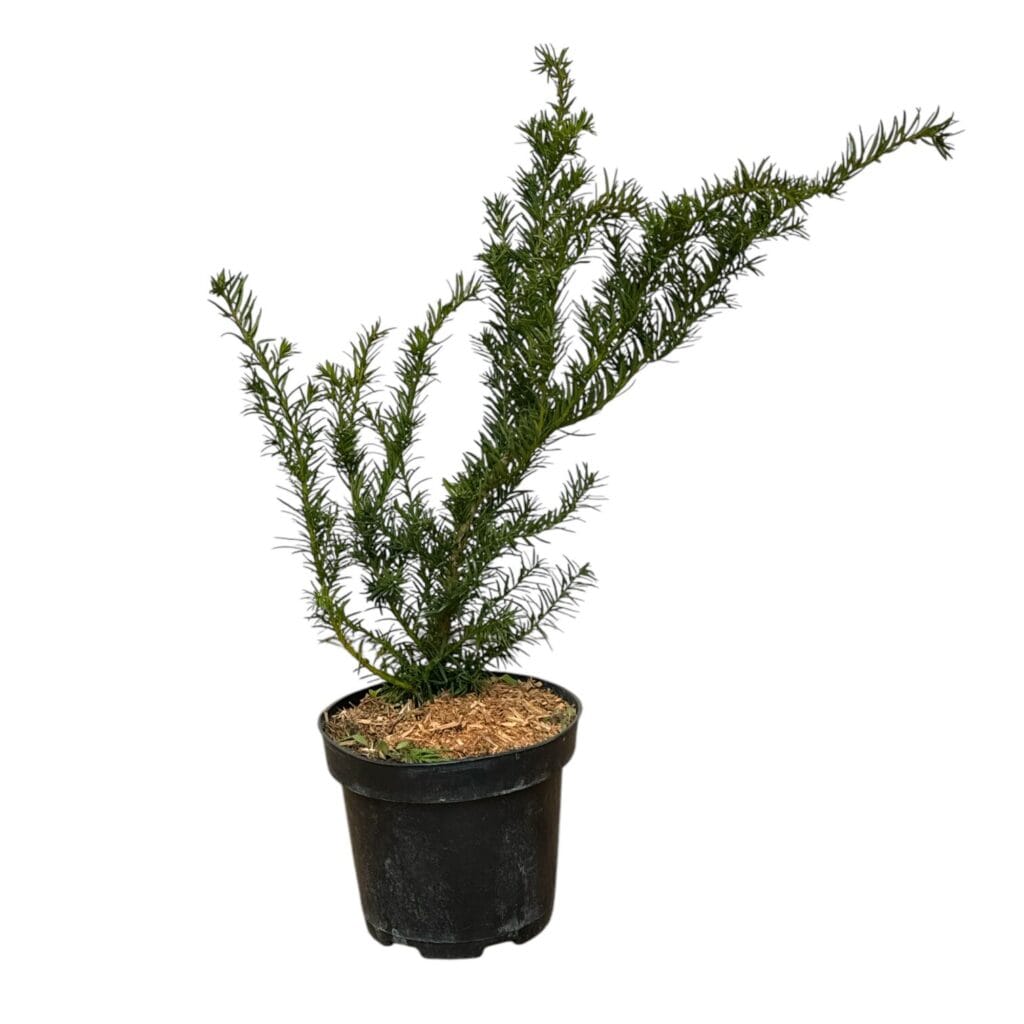 Terülő tiszafa (taxus baccata ‘repandens’)