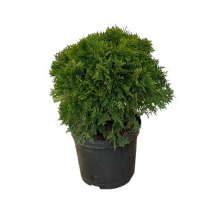 Gömb tuja (Thuja occidentalis ‘Danica’)