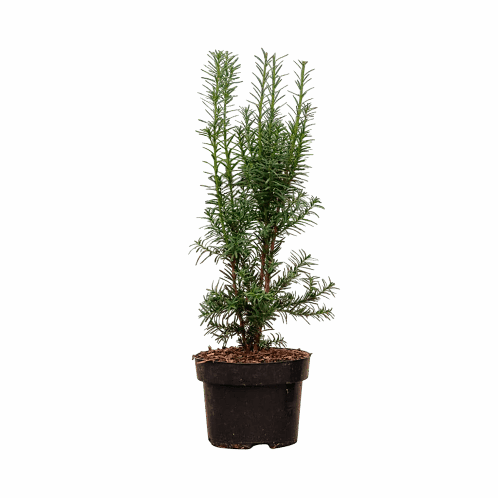 Tiszafa (gyorsan növő) – TAXUS MEDIA ‘HICKSII’