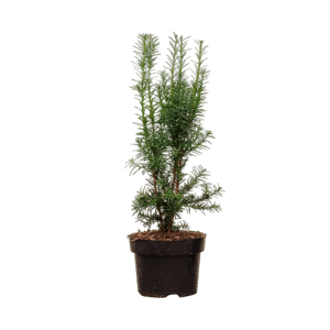 Tiszafa (gyorsan növő) – TAXUS MEDIA ‘HICKSII’