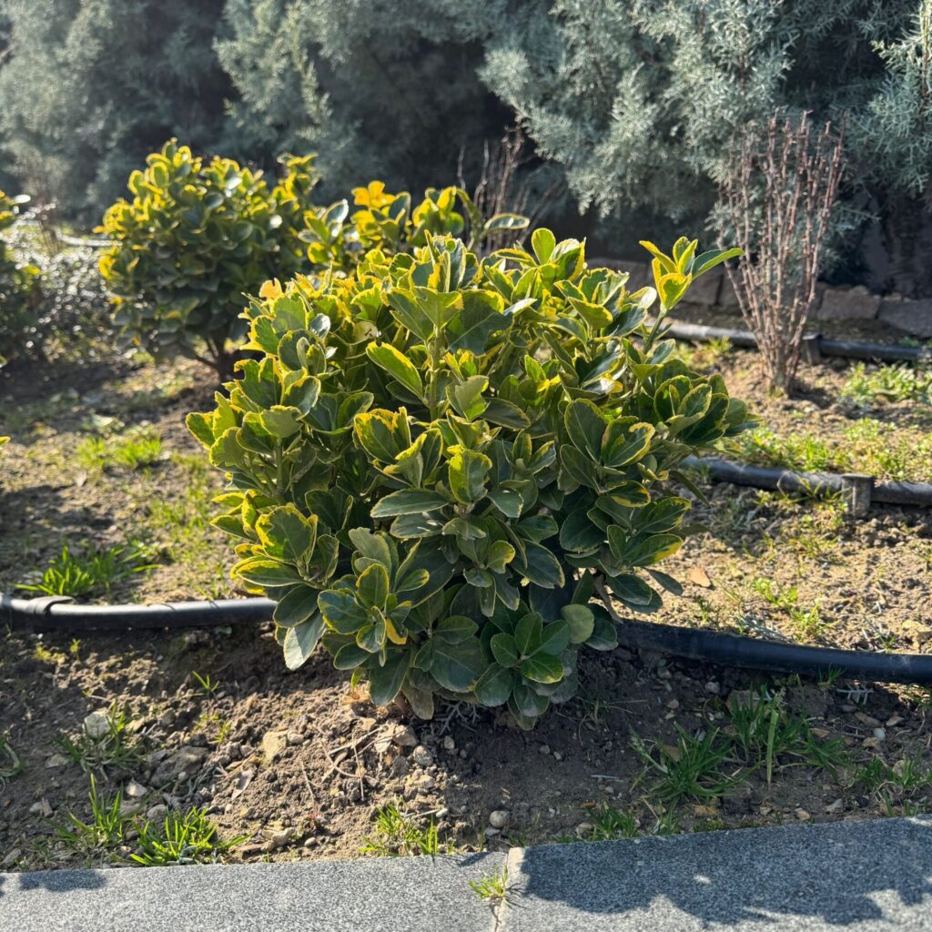 Tarka japán kecskerágó (euonymus japonicus ‘bravo’)