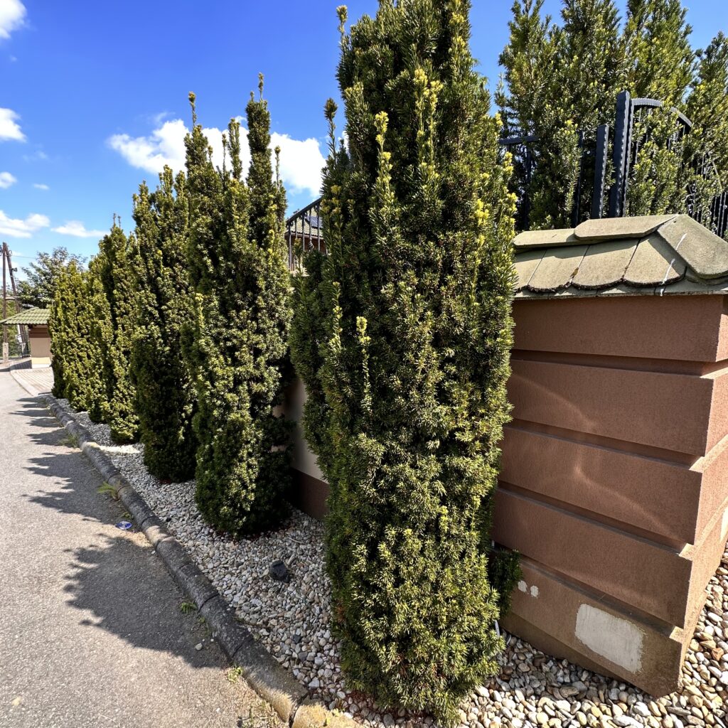 Oszlopos tiszafa – TAXUS BACCATA ‘FASTIGIATA’