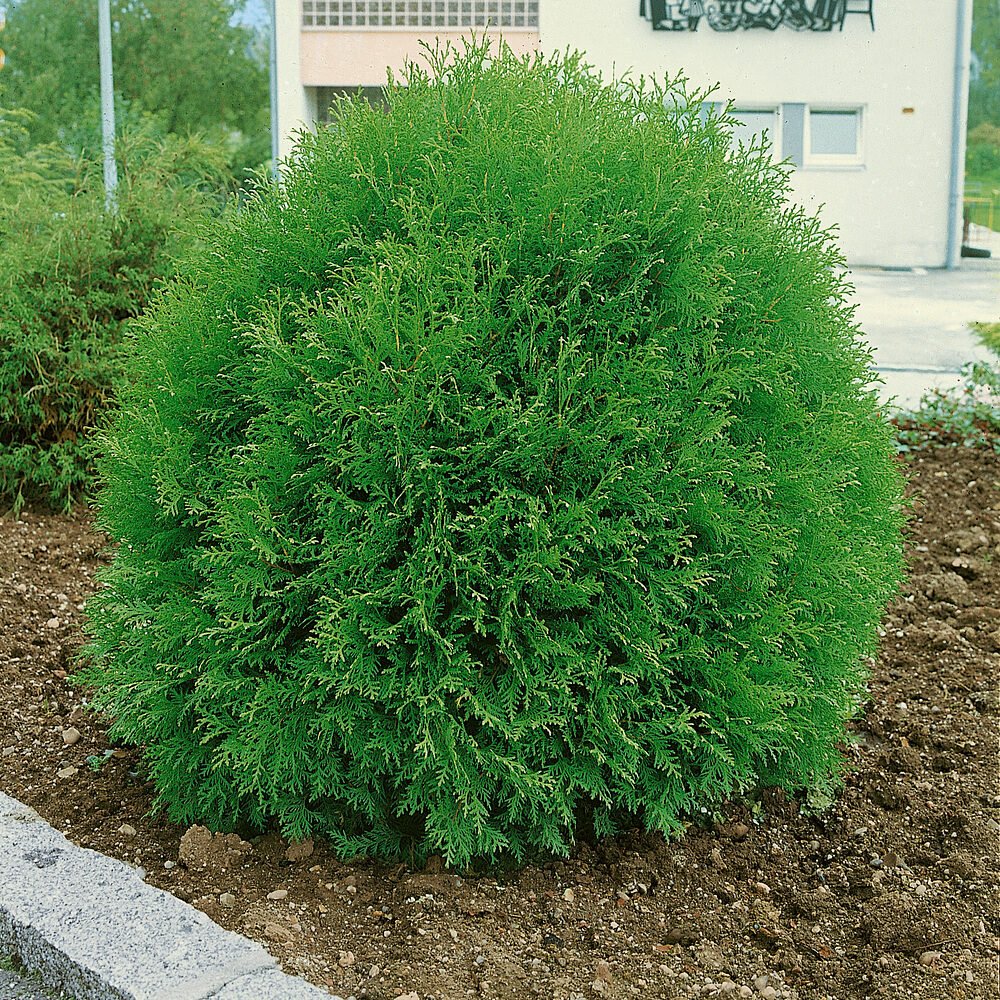 Gömb tuja (Thuja occidentalis ‘Danica’)
