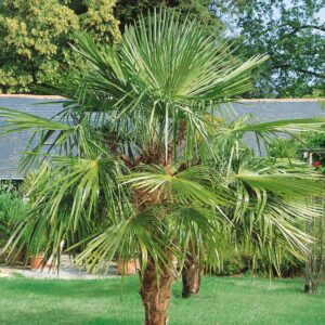 Kínai kenderpálma – TRACHYCARPUS FORTUNEI