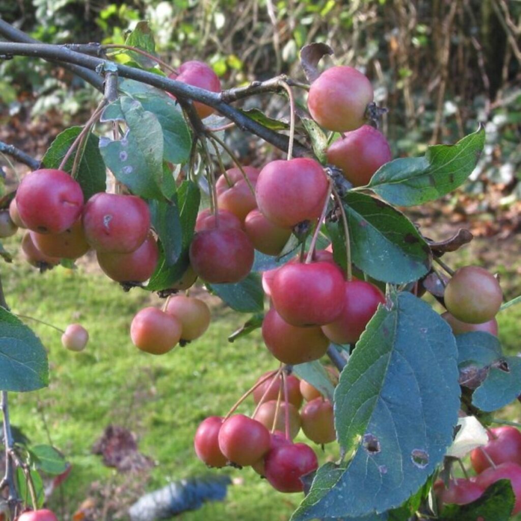 Vörös oszlopos díszalma (Malus ‘Red Sentinel’)