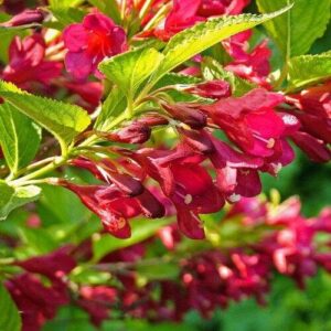 Bristol ruby rózsalonc – Weigela florida ‘bristol ruby’