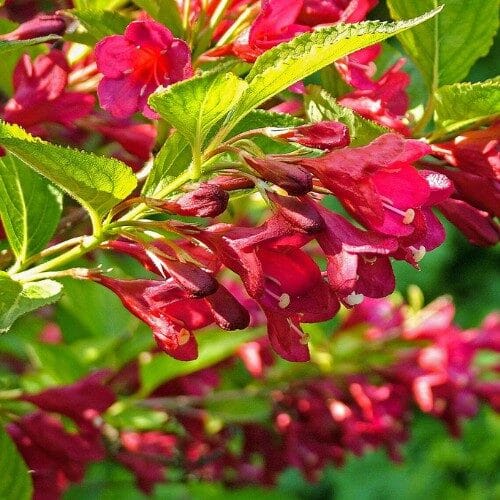 Bristol ruby rózsalonc – Weigela florida ‘bristol ruby’