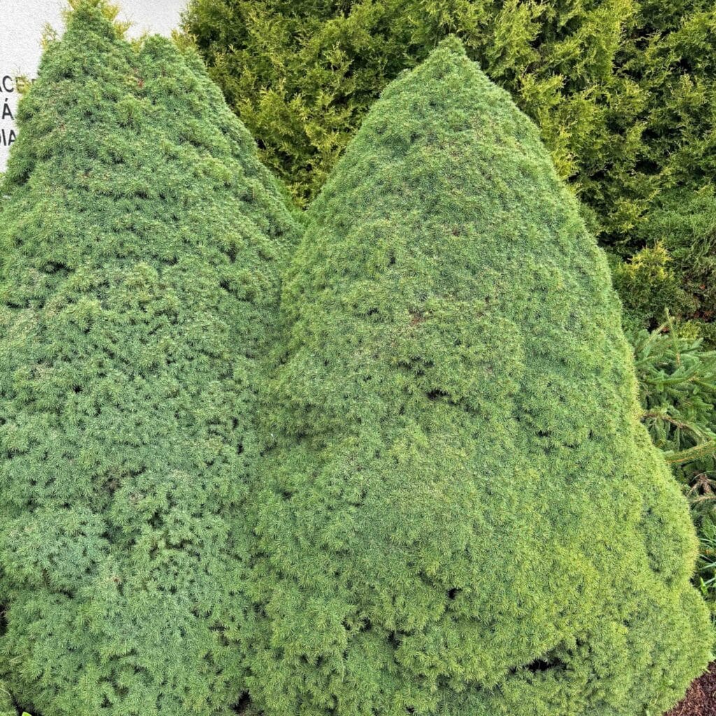 Cukorsüvegfenyő (Picea glauca ‘Conica’)