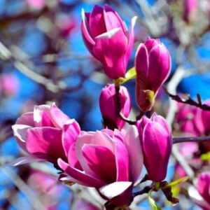 Liliomfa – Magnolia ‘genie’