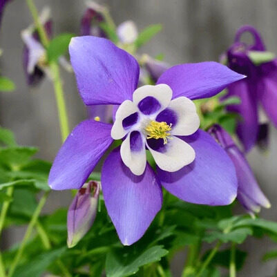 Harangláb – AQUILEGIA SP.
