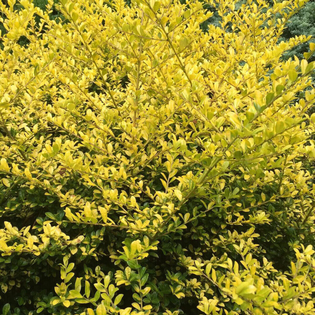 Aranyszínű japán magyal – Ilex crenata ‘golden gem’