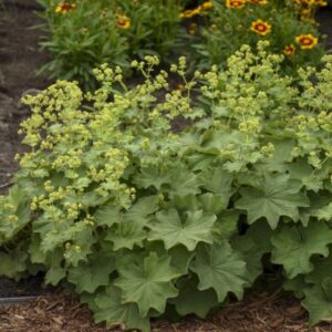 Lágyszőrű palástfű (alchemilla mollis)