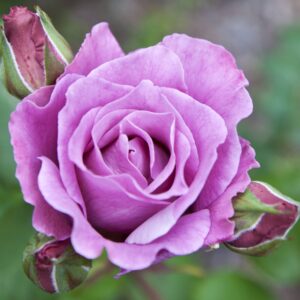 Bokorrózsa ‘Eminence’ – lila (Rosa ‘Eminence’)