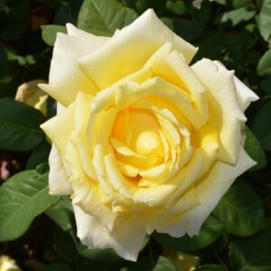 Magastörzsű rózsa (Rosa ‘Sunblest’)