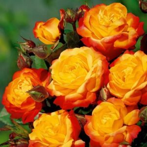Bokor rózsa (Rosa ‘Rumba’)