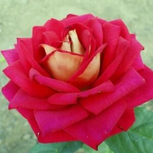 Magastörzsű rózsa (Rosa ‘Kronenburg’)