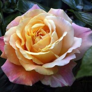 Magastörzsű rózsa (Rosa ‘Peace’)