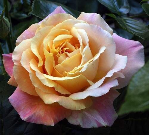 Magastörzsű rózsa (Rosa ‘Peace’)
