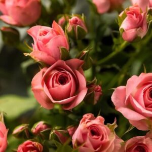 Bokor rózsa (Rosa ‘Lucia’)