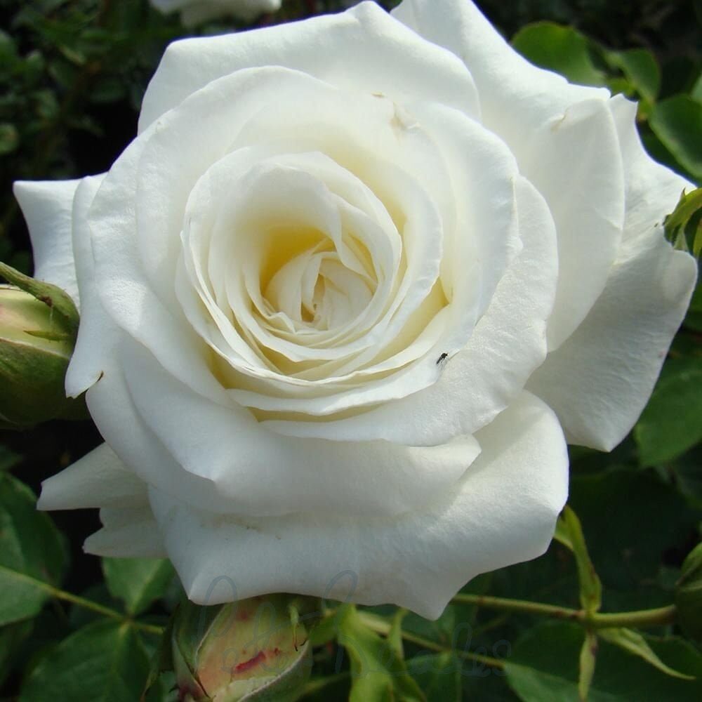 Bokor rózsa (Rosa ‘Lenip’)