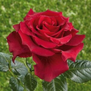 Magastörzsű rózsa (Rosa ‘Erica Pluhar’)