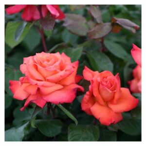 Magastörzsű rózsa (Rosa ‘Columbus’)