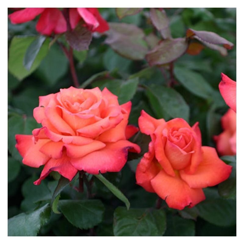 Magastörzsű rózsa (Rosa ‘Columbus’)