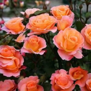 Bokor rózsa (Rosa ‘Consul’)