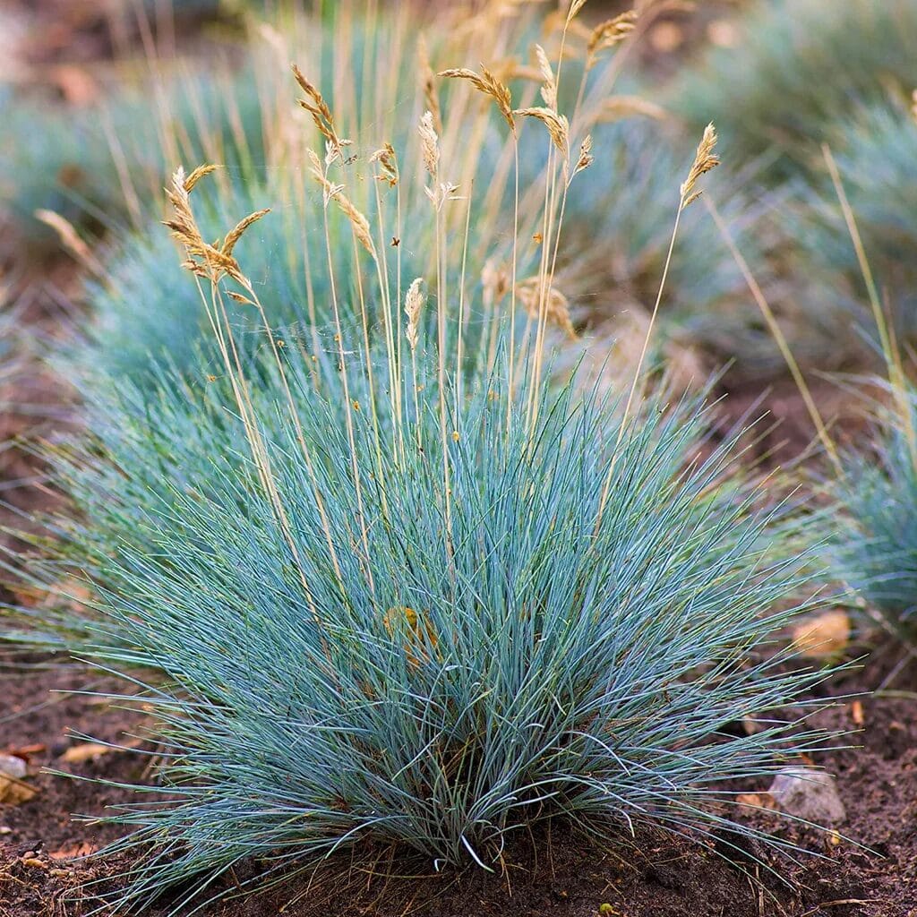 Intenzív kék csenkesz – FESTUCA GLAUCA ‘INTENSE BLUE’